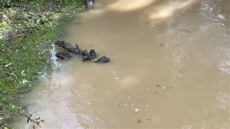 La Seine Et Marne En Vigilance Rouge Pour Crue Que Signifie Cette