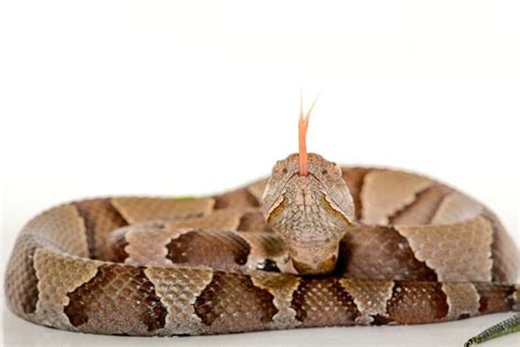 It’s ‘baby copperhead season’ — what to know about NC’s most common ...