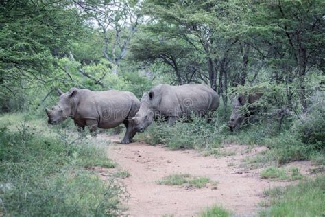 Group of White Rhinos Standing in the Road Stock Photo - Image of large ...