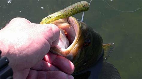 Early Season Tube Tactics For Bass | The Ultimate Bass Fishing Resource ...