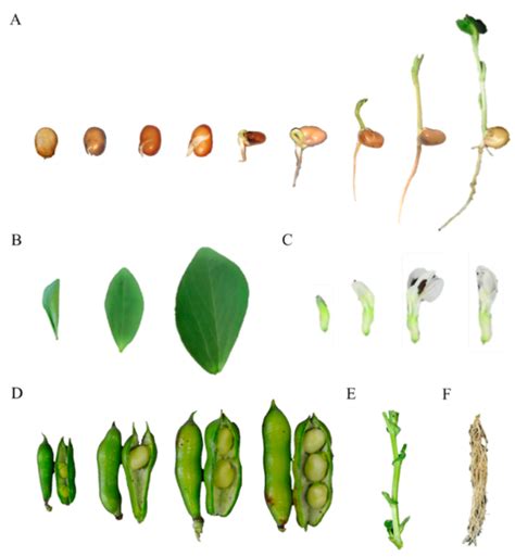 Guidelines On Fabaceae And Their Three Growth Stages