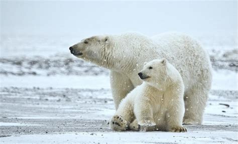 Los Osos Polares En Peligro De Extinci N Consejos En Espa Ol