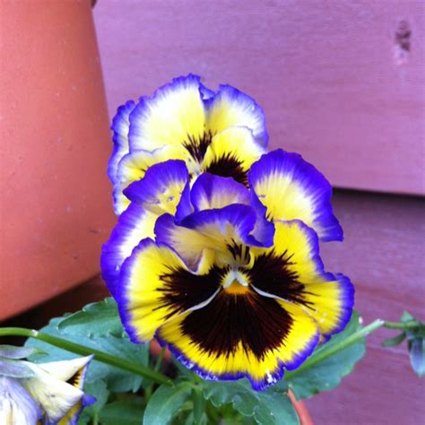 1000+ images about PANSIES; WINTER BEAUTY on Pinterest | Flower ...