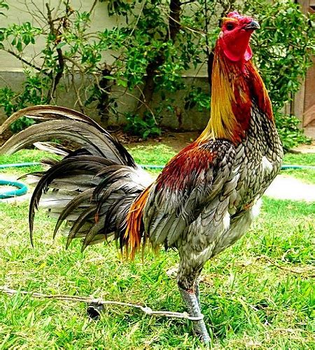 Imagenes De Gallos De Pelea En Perú Imagenes De Gallos