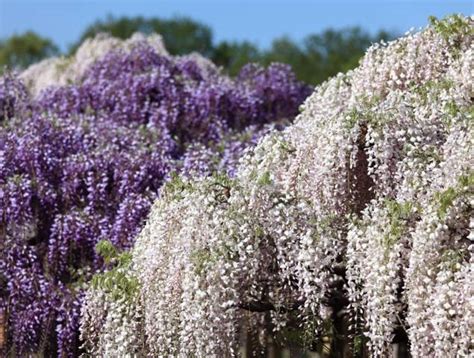 Les Glycines Du Japon Des Vari T S De Diff Rentes Couleurs