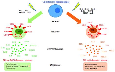 Macrophage polarization. Different stimuli, surface and intracellular ...