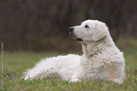 This Is Lucy Shes Really A Kuvasz Kuvasz Schipperke Pyrenean