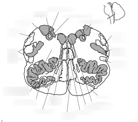 Internal Upper Medulla Anatomy Horizontal Section Diagram Quizlet