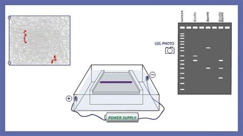 Gel Electrophoresis Diagram Labeled