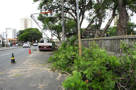 Prefeitura executa poda de árvores e manutenção no Parque da Estação da