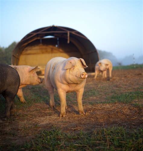 How To Raise Pigs On Pasture Pastured Pigs Pig Farming Free Range