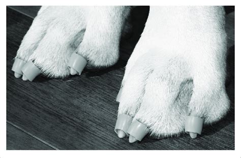 Dr Buzbys Toegrips ® Applied To A Dog Download Scientific Diagram