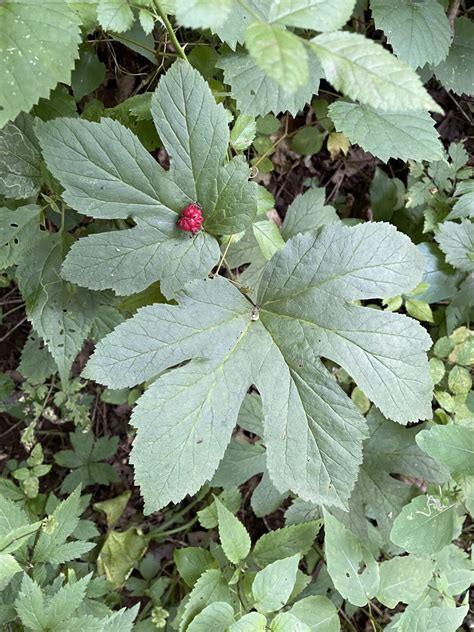 Goldenseal Cultivation Workshop United Plant Savers