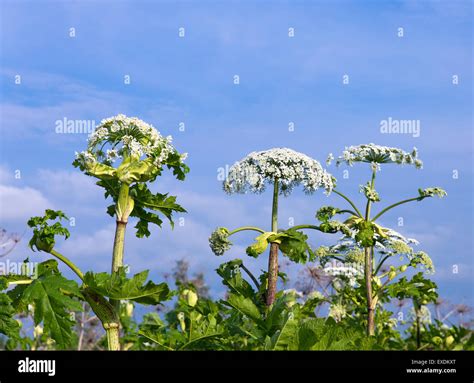 Heracleum Giganteum Stockfotos Und Bilder Kaufen Alamy