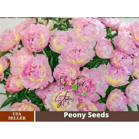 10 Rare Seeds Edens Perfume Peony Seeds B044 Buy 3 Get 1 Free