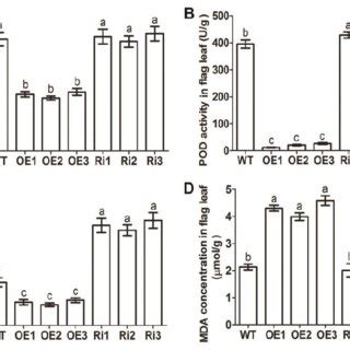 Superoxide Dismutase Sod Activity A Peroxidase Pod Activity B