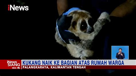 Hewan Dilindungi Kukang Naik Ke Bagian Atas Rumah Warga Di