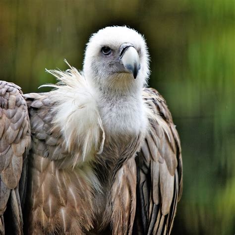 Hd Wallpaper Griffon Vulture Bird Raptor Scavenger Plumage