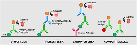 Enzyme Linked Immunosorbent Assay Elisa Axispharm