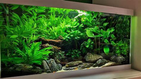 3 EPIC LOW TECH AQUASCAPES NON CO2 YouTube