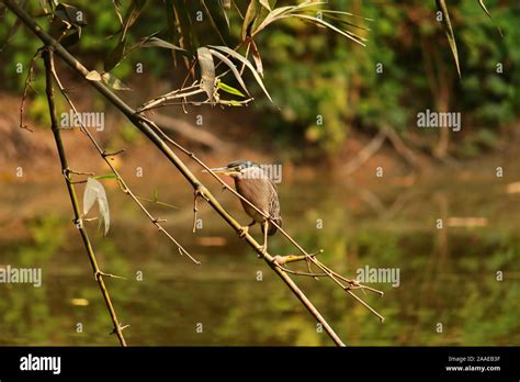 Sundarbans Mangrove Hi Res Stock Photography And Images Alamy