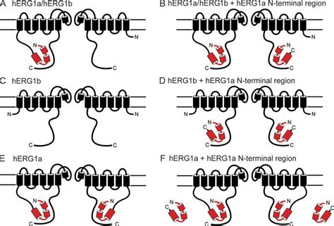 Schematic For Regulation Of Herg Channels By Herg A Ntr Polypeptides