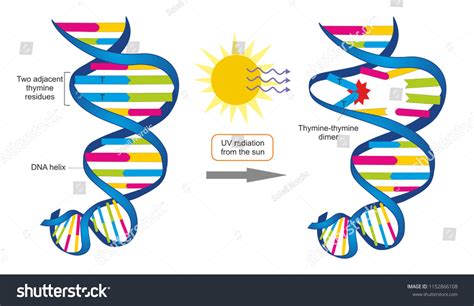 44 Thymine Dimer Images Stock Photos Vectors Shutterstock