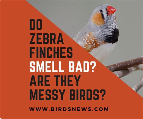 How Do Finches Recognize Members Of Their Own Species 2