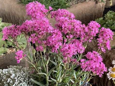 Lychnis alpina - D'arcy and Everest