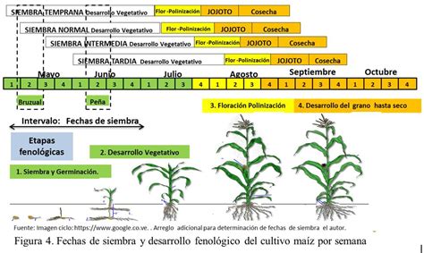 Sembrar Maíz Para Altos Rendimientos Gerencia Y Precisión En Prácticas Agrícolas