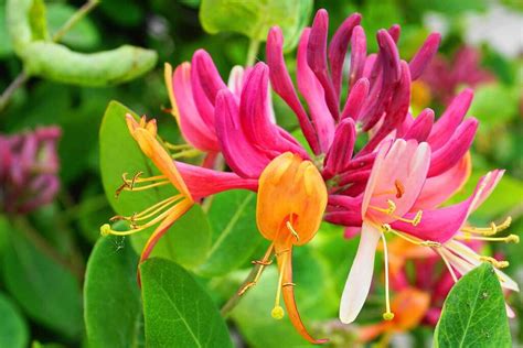 Types of Honeysuckle Plants: 13 of the Best Species for Your Garden