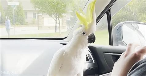 Laughing Cockatoo Sounds Just Like a Witch and Takes Over Halloween