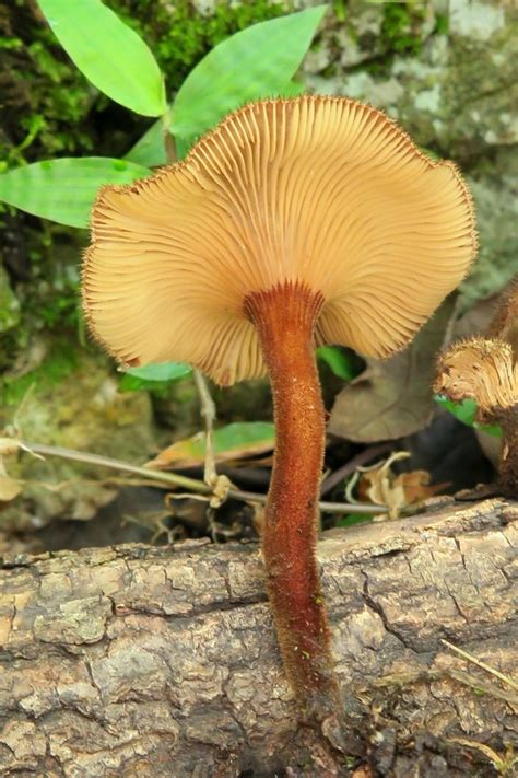 Lentinus Velutinus Lentinus Velutinus Picture Mushroom