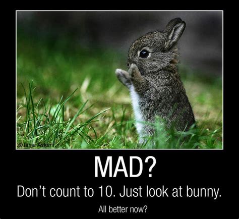 Funny Bunny Quotes Quotesgram