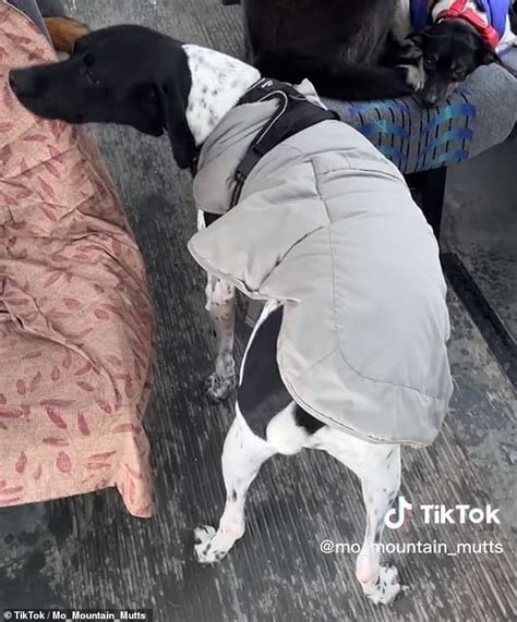 Adorable Moment Dogs Hop On Doggie Daycare Bus In Alaska Before