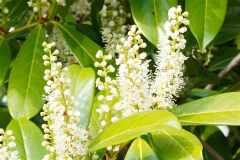 Kirschlorbeer Rotundifolia Hecke Richtig Pflanzen Pflegen Schritte