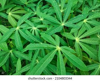 Green Leaves Cassava Plant Manihot Esculenta Stock Photo Edit Now