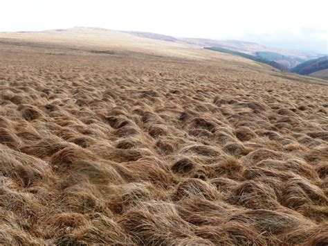 Moorland Grass © Graham Horn Geograph Britain And Ireland