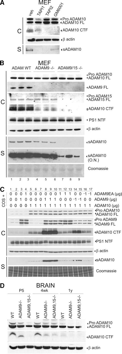 ADAM10 The Rate Limiting Protease Of Regulated Intramembrane