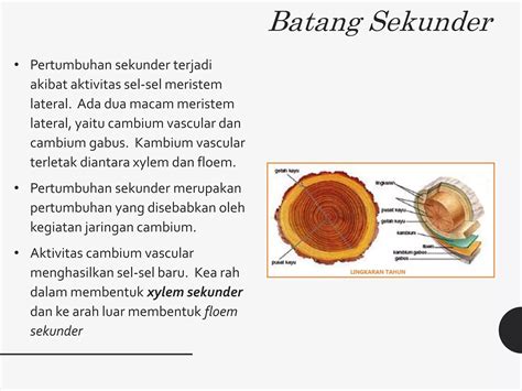 morfologi tumbuhan batang pptx