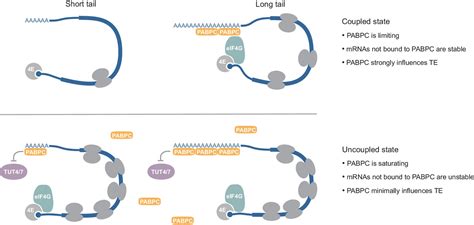 The Molecular Basis Of Coupling Between Poly A Tail Length And