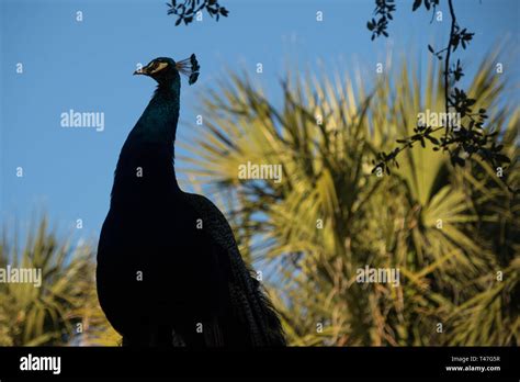 A Peacock Silhouetted Against Plant Life At Mayfield Park In Austin