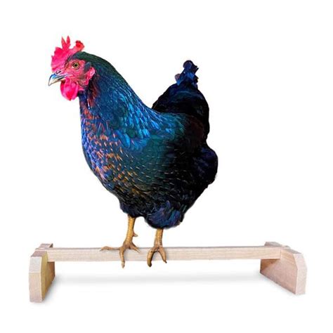 Mduoduo Chicken Perch Strong Wooden Roosting Bar Solid Accessories And