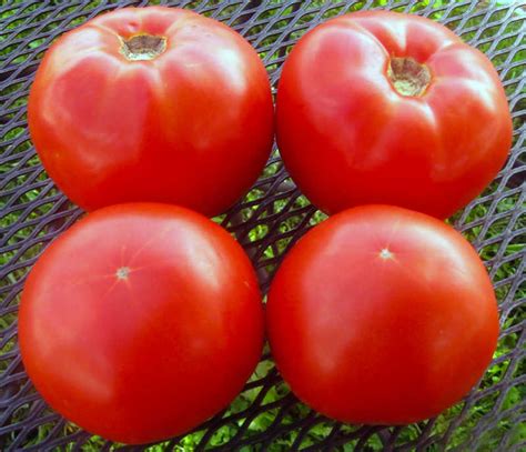 10 Tomato Varieties You Need To Know - Growing Produce