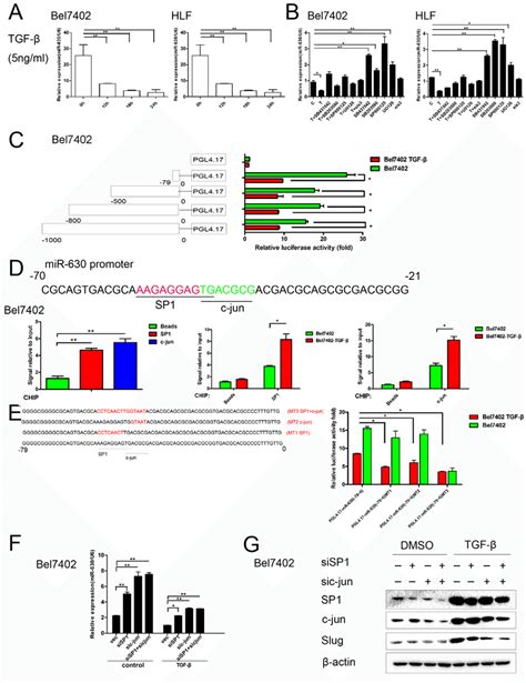 Tgf β Represses Mir 630 Transcription Through The Activation Of The