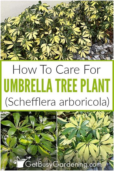 Umbrella Plant Care Guide How To Grow Schefflera Arboricola