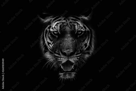 Black And White Photography Tiger