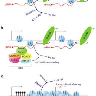 Model of small-RNA-mediated transcriptional gene silencing | Download ... 