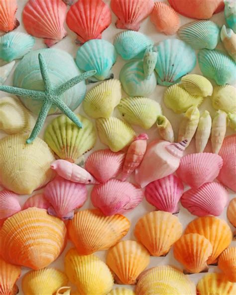 Colorful Seashell Paint By Numbers Numeral Paint Kit