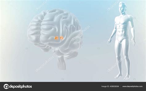 Human Brain Anatomy Illustration Stock Photo By Sciencepics